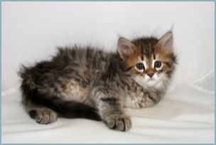 Male Siberian Kitten from Deedlebug Siberians